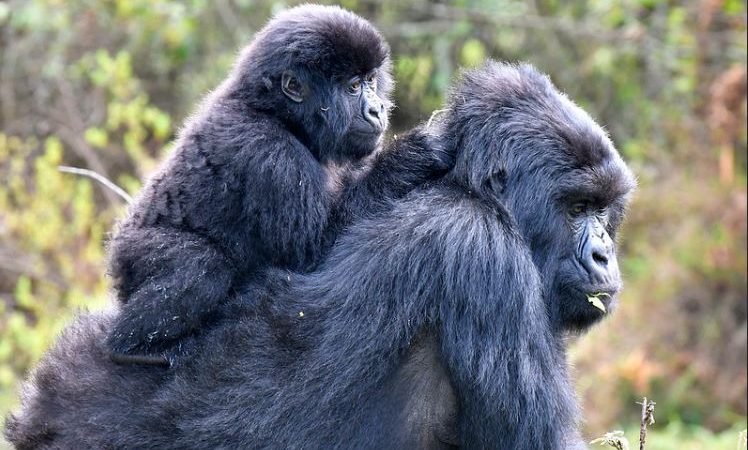 Mgahinga Gorilla National Park: Uganda's Hidden Gem