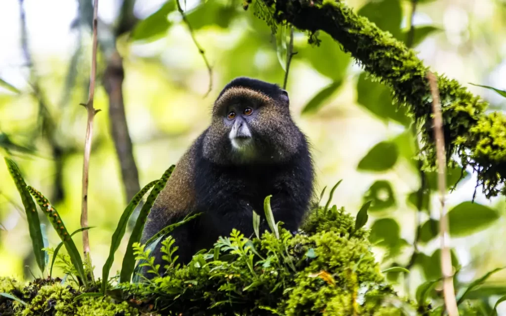 Mgahinga Gorilla National Park: Uganda's Hidden Gem