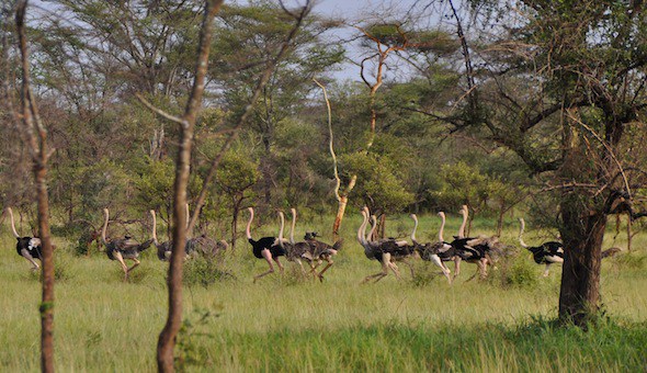 Kidepo Valley National Park: Uganda's Hidden Gem for an Unforgettable Safari