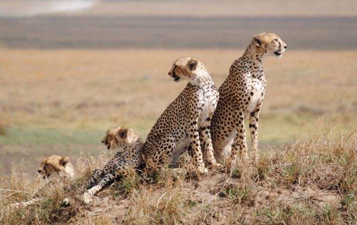Ndutu Plains: Where Wildlife and Natural Beauty Converge