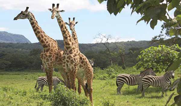 Arusha National Park: Tanzania's Compact Safari Gem