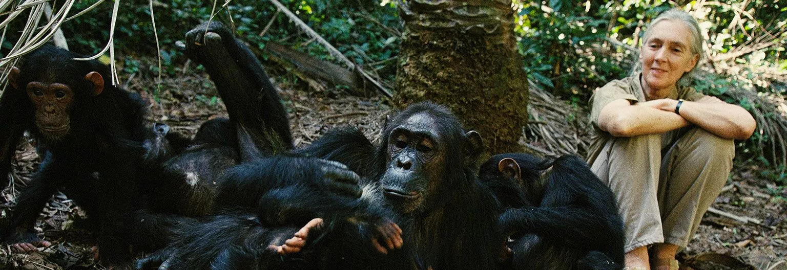 Gombe Stream National Park: Tanzania's Premier Chimpanzee Sanctuary