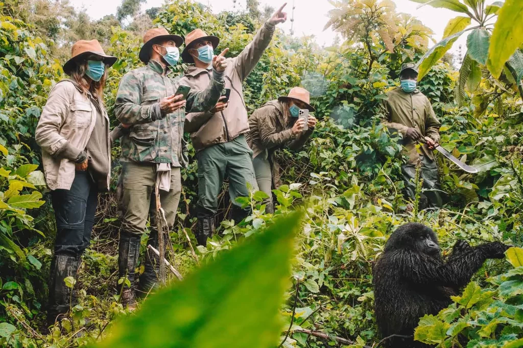 Everything You Need for Gorilla Trekking in Uganda: The Ultimate Preparation Guide