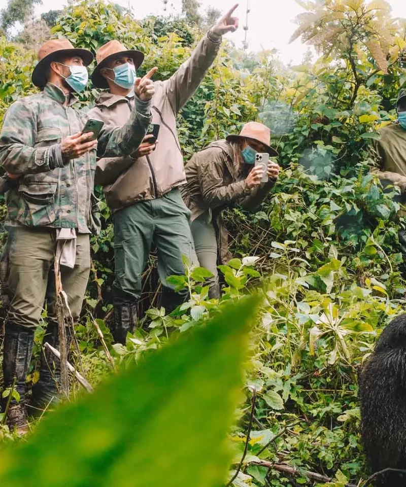 Everything You Need for Gorilla Trekking in Uganda: The Ultimate Preparation Guide