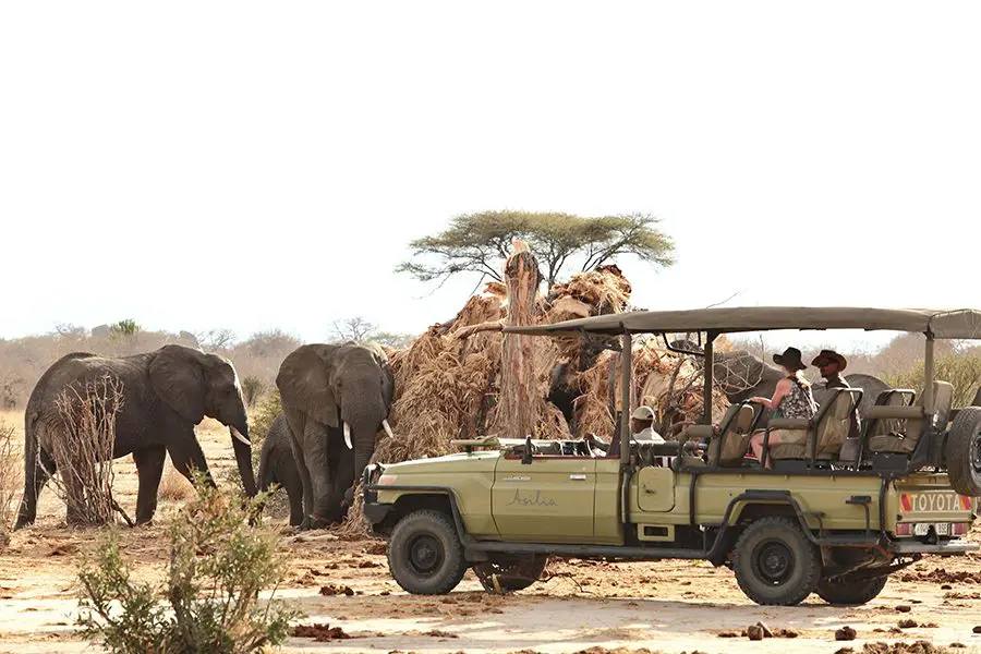 Ruaha National Park: Tanzania's Hidden Gem for Authentic Wildlife Safaris
