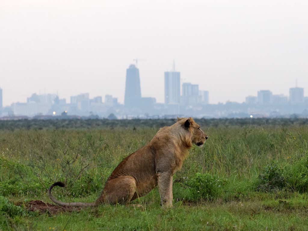 Nairobi National Park: Where Urban Meets Wild on Your Kenya Safari