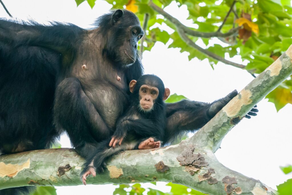 Gombe Stream National Park: Tanzania's Premier Chimpanzee Sanctuary