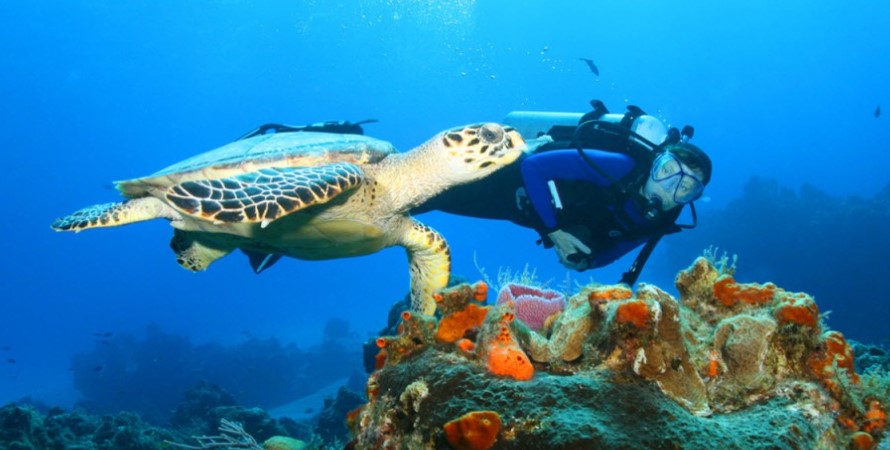 Malindi Marine National Park: Kenya's Underwater Jewel