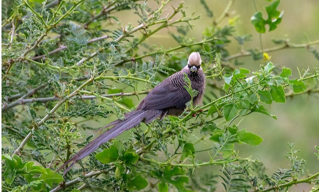 Gombe Stream National Park: Tanzania's Premier Chimpanzee Sanctuary