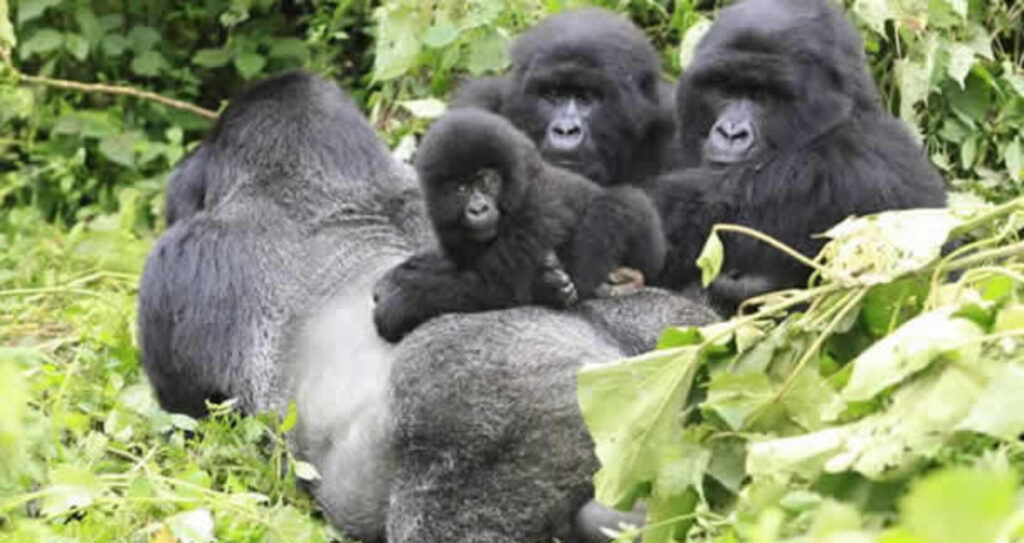 Mountain Gorillas: Earth's Most Magnificent Primates