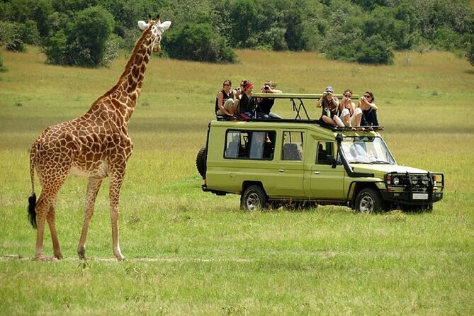 Nairobi National Park: Where Urban Meets Wild on Your Kenya Safari