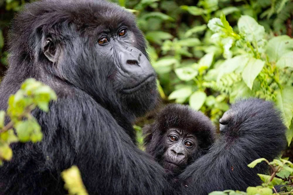 Mountain Gorillas: Earth's Most Magnificent Primates