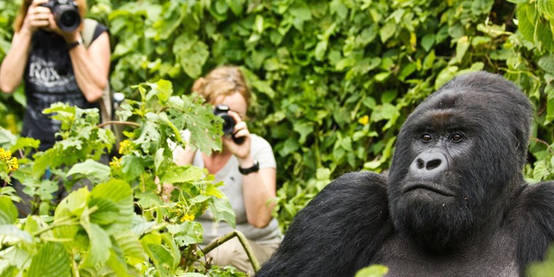 Everything You Need for Gorilla Trekking in Uganda: The Ultimate Preparation Guide