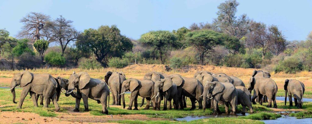 Ruaha National Park: Tanzania's Hidden Gem for Authentic Wildlife Safaris