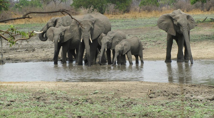 Katavi National Park: Tanzania's Best-Kept Safari Secret