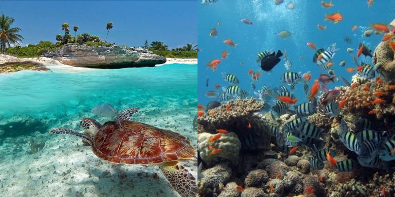 Malindi Marine National Park: Kenya's Underwater Jewel