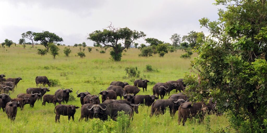 Mikumi National Park: Tanzania's Accessible Wildlife Paradise