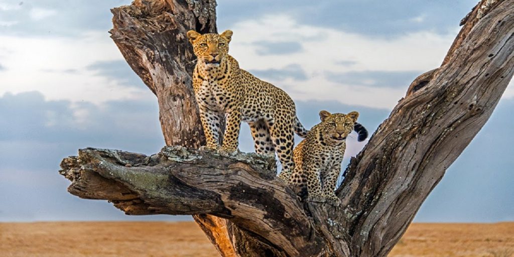 Meru National Park: Kenya's Untamed Wilderness Awaits