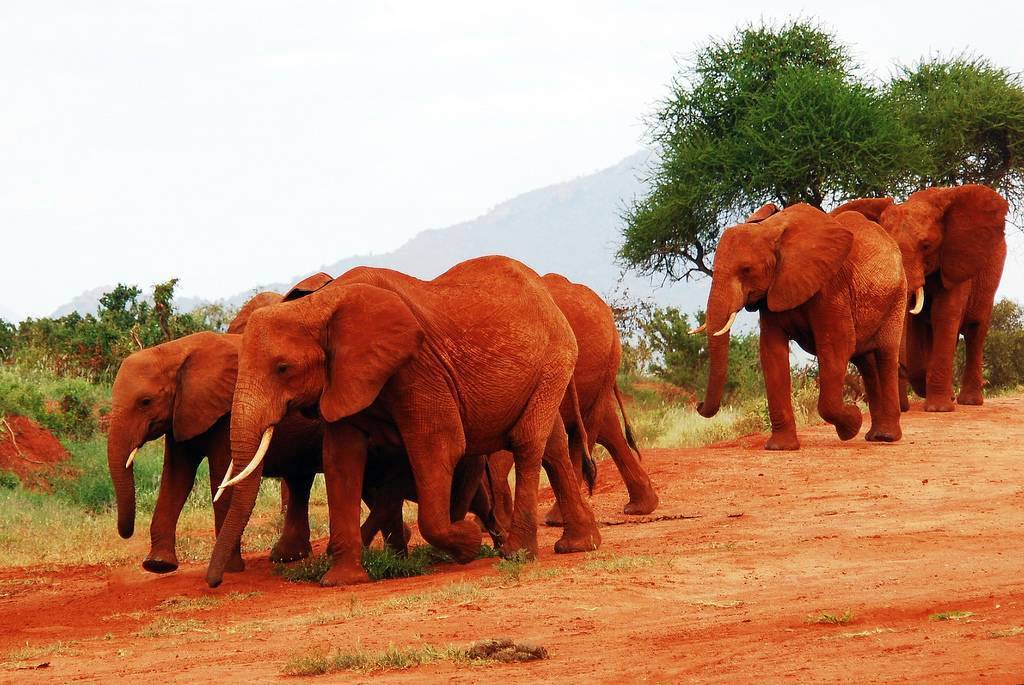 Tsavo East National Park: Kenya's Vast Wilderness Frontier