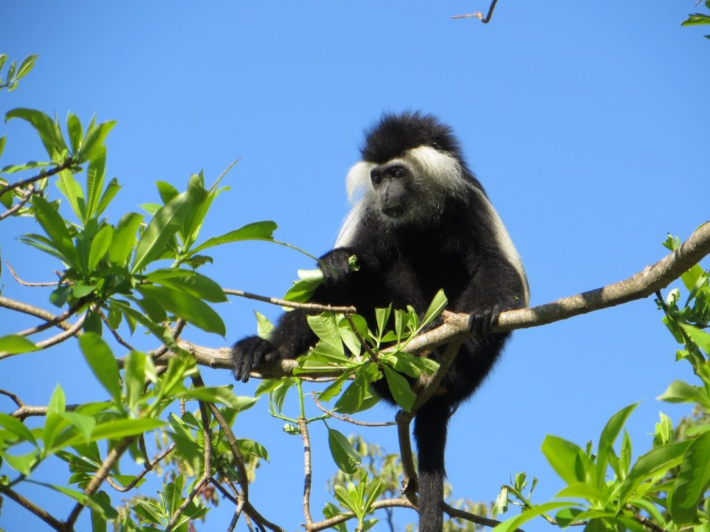 Udzungwa Mountains National Park: Tanzania's Forgotten Eden