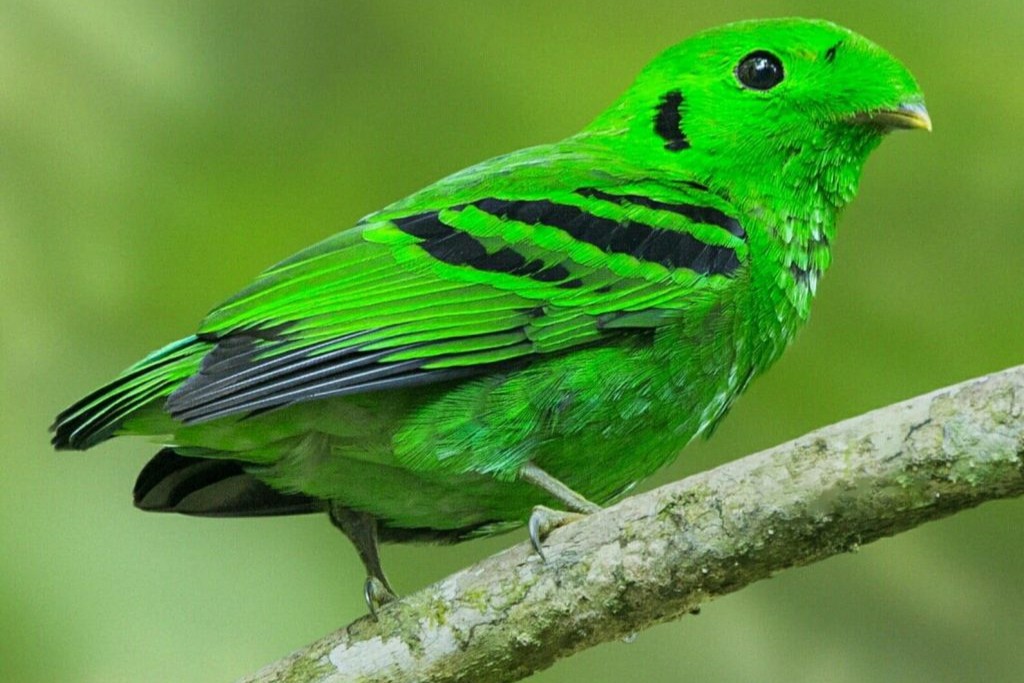 Rwanda Birding Tours: A Hidden Paradise for Birdwatchers