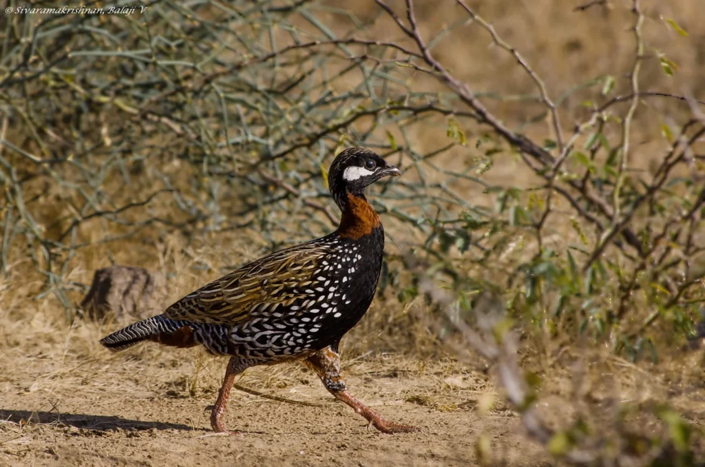 Rwanda Birding Tours: A Hidden Paradise for Birdwatchers