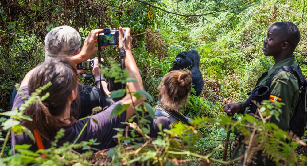 Gorilla Trekking vs Gorilla Habituation: Which Is Best for a Photography Safari?