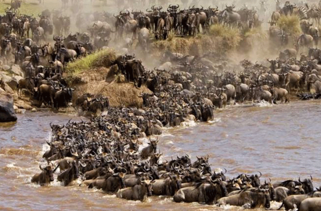 The Great Migration of Tanzania and Kenya