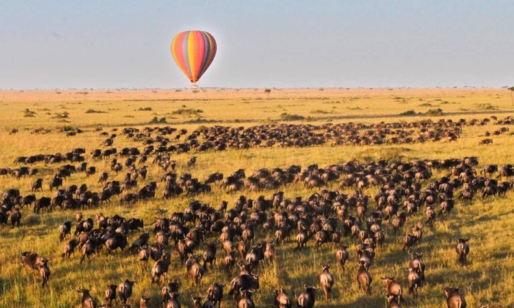 The Great Migration of Tanzania and Kenya