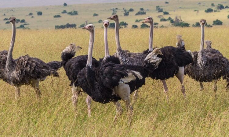 Discovering Pian Upe Wildlife Reserve