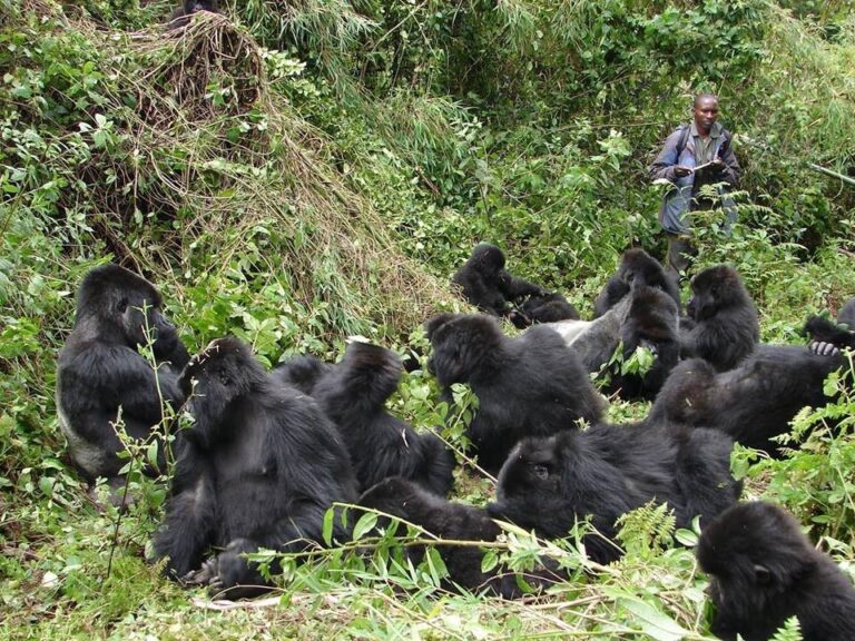 Nkuringo Sector in Bwindi Impenetrable Forest: A Premier Destination for Uganda Safaris