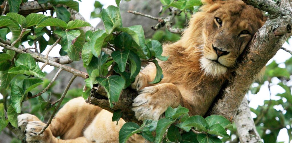 Queen Elizabeth National Park: A Wild, Watery Wonder of Uganda