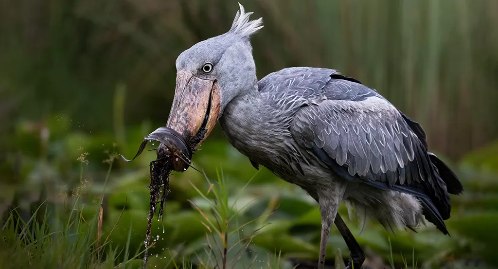 Birding in Uganda: A Birder’s Paradise