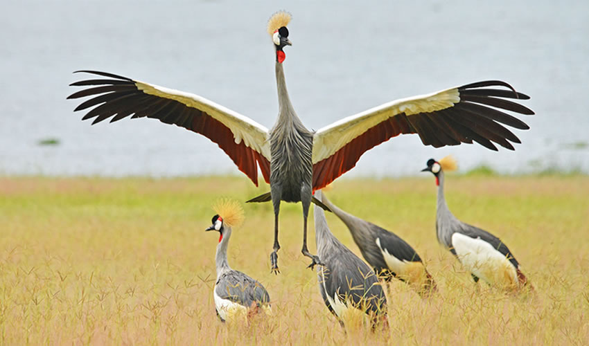 Birding in Uganda: A Birder’s Paradise