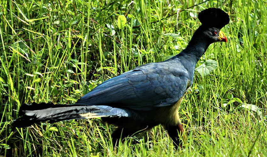 Rwanda Birding Tours: A Hidden Paradise for Birdwatchers. Rwanda is often celebrated for its mountain gorillas and dramatic landscapes, but for birdwatchers it offers an equally compelling reason to visit: a remarkable diversity of birds packed into a compact, easy-to-explore country. Rwanda birding tours are inc