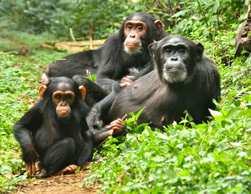 Types of Uganda Safaris: Choosing the Right Experience for You