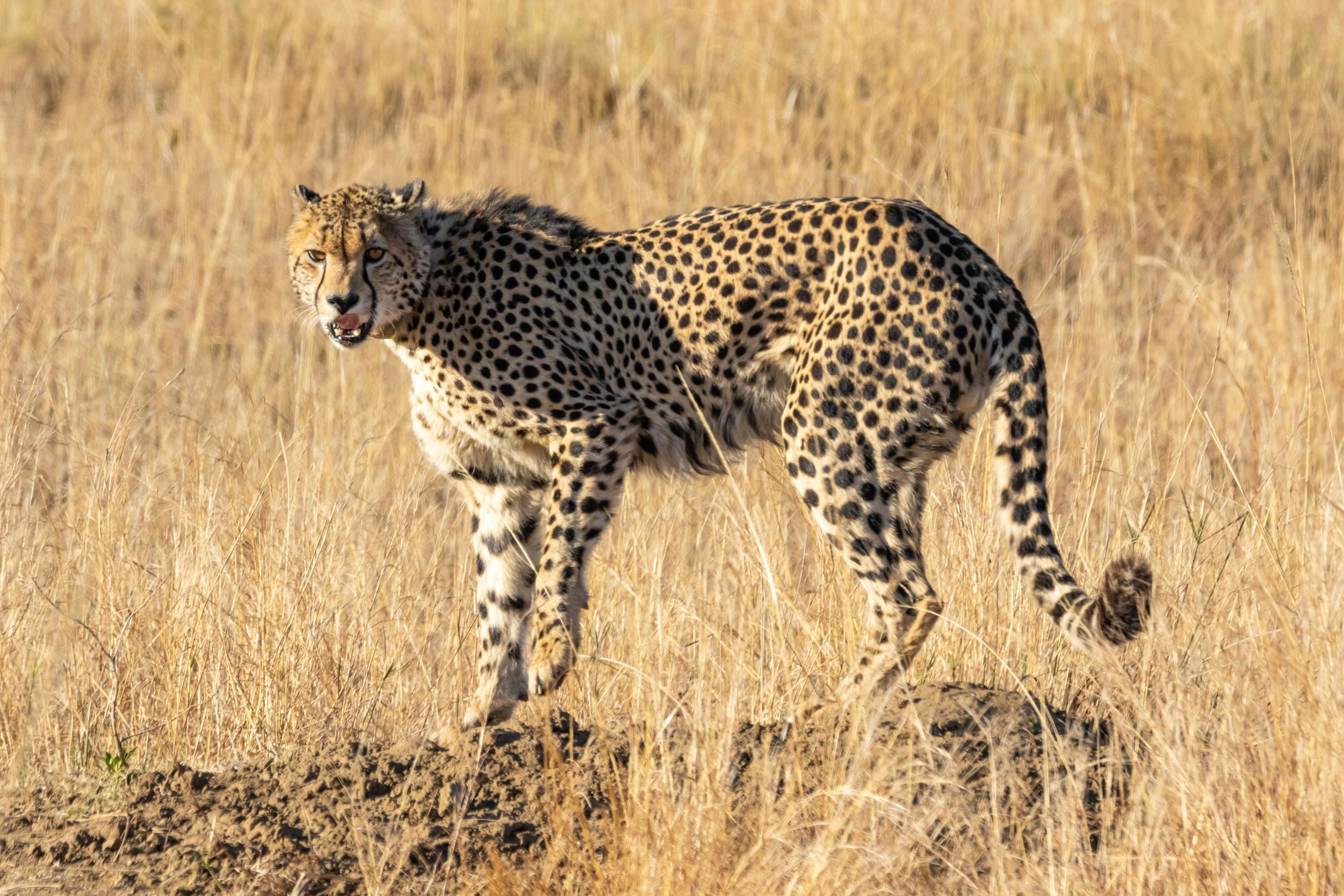 7 Things you should not miss on a safari in East Africa