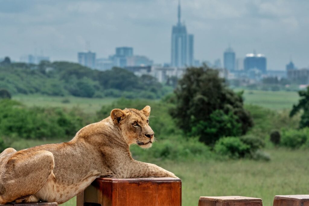 Nairobi City: A Vibrant Metropolis at the Heart of Kenya