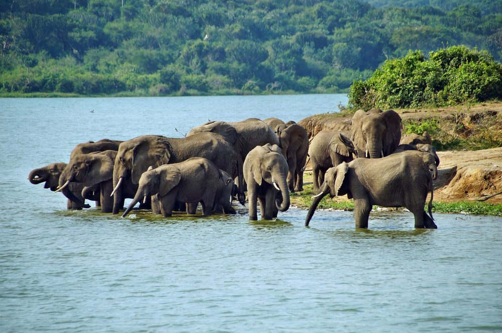 Queen Elizabeth National Park: A Wild, Watery Wonder of Uganda