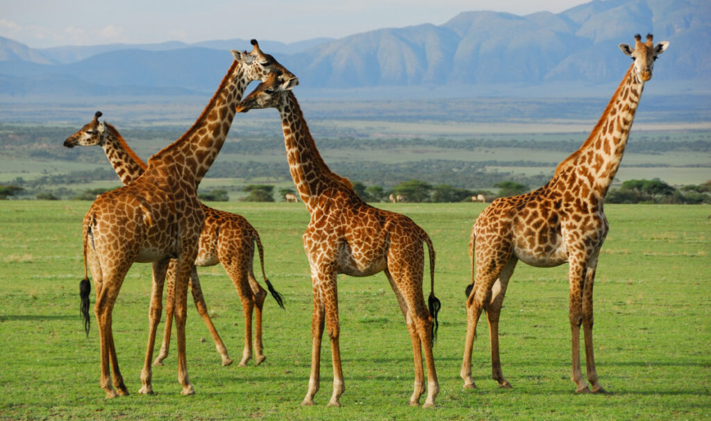 The Serengeti: The Most Common Animals You’ll See on Tanzania Safaris
