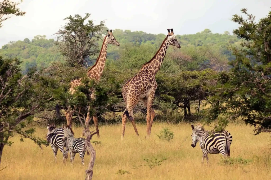 Nyerere National Park: Tanzania’s Wild Heart for Unforgettable Safaris