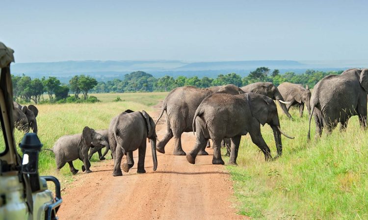 Nyerere National Park: Tanzania’s Wild Heart for Unforgettable Safaris