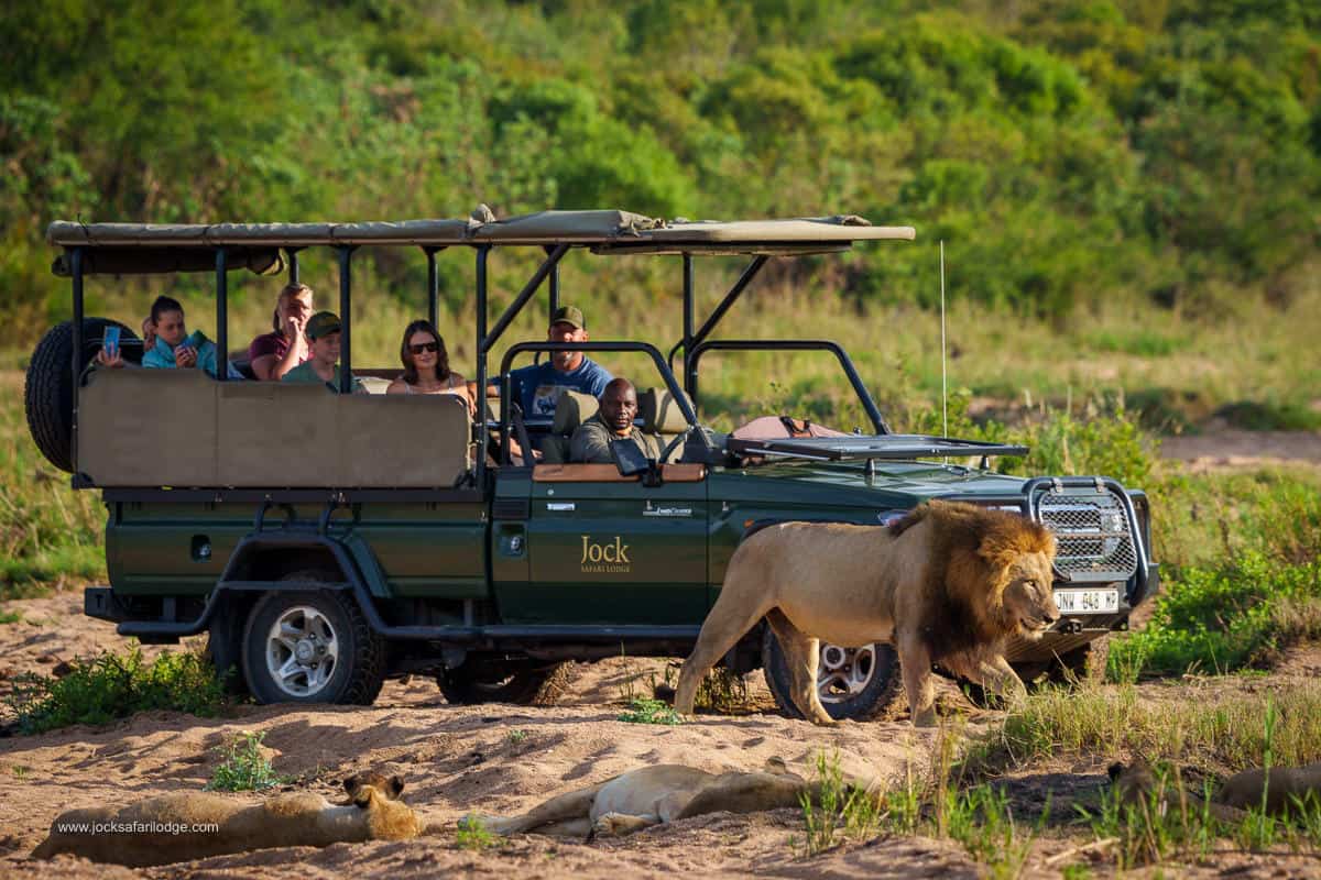 Serengeti National Park vs Kruger National Park for Your Safari