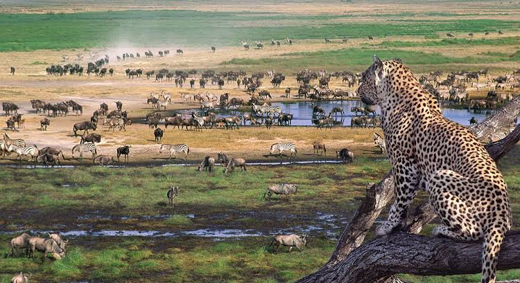The Serengeti: The Most Common Animals You’ll See on Tanzania Safaris