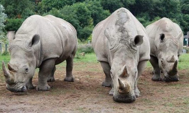 Ziwa Rhino Sanctuary: Uganda’s Hands-On Conservation Success Story