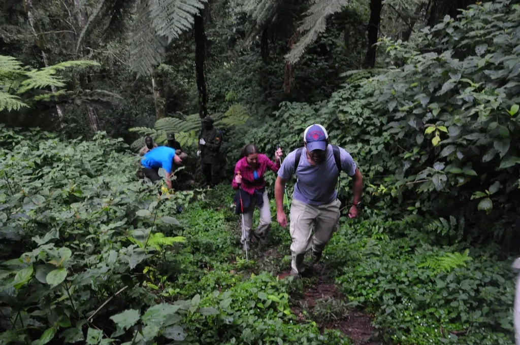 Hiking the Ivy Trail in Bwindi: A Unique Uganda Safari Experience