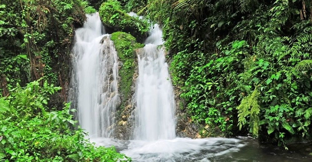 Hiking the Ivy Trail in Bwindi: A Unique Uganda Safari Experience