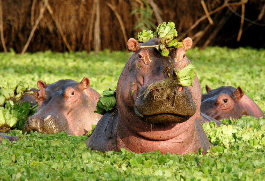 The Serengeti: The Most Common Animals You’ll See on Tanzania Safaris