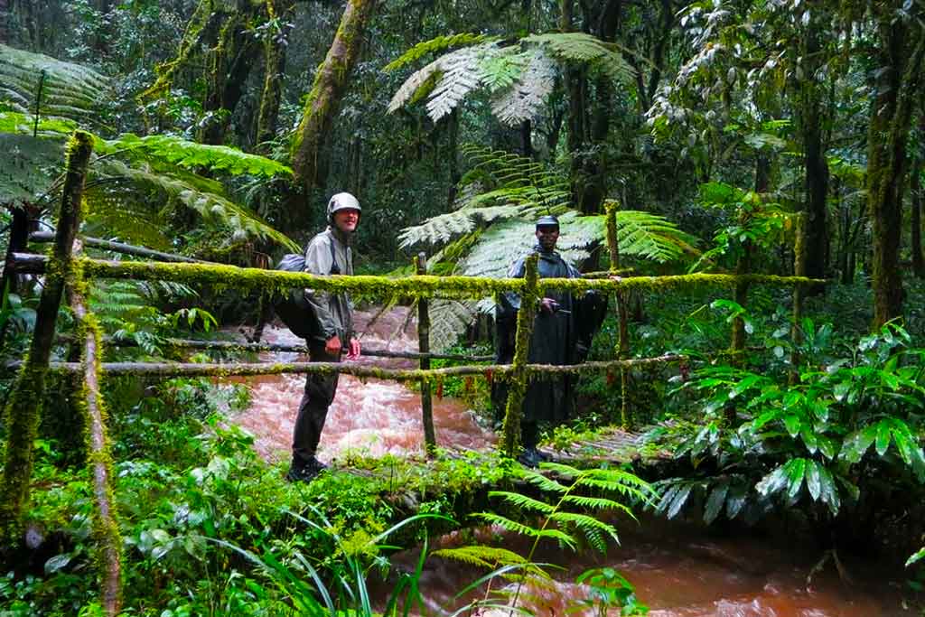 Hiking the Ivy Trail in Bwindi: A Unique Uganda Safari Experience