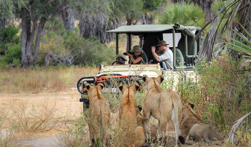 Nyerere National Park: Tanzania’s Wild Heart for Unforgettable Safaris